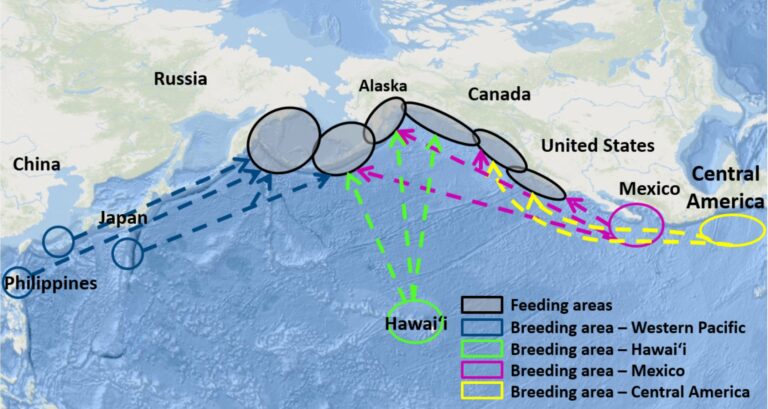 NOAA-humpback-whale-migration-map