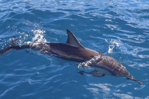 Guest Review: Ultimate Oahu Dolphin Watching and Snorkeling Adventure with Dolphins and You