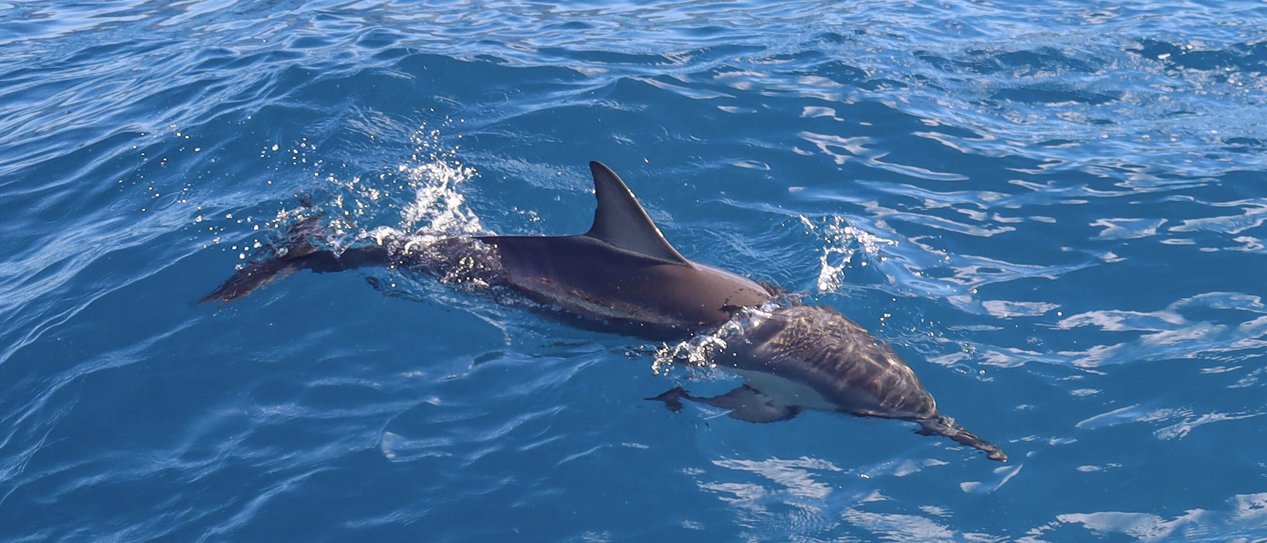 You are currently viewing Guest Review: Ultimate Oahu Dolphin Watching and Snorkeling Adventure with Dolphins and You