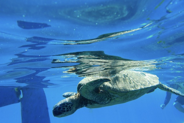 snorkeling with Hawaii green sea turtles 