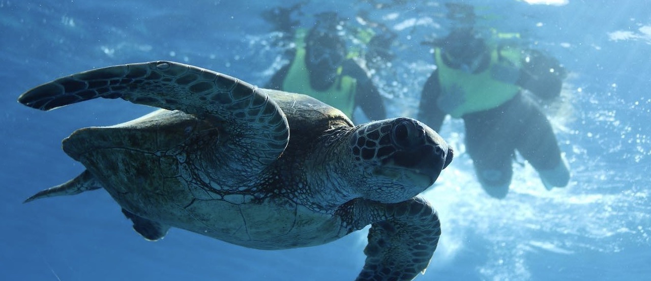 best turtle spot, turtle canyon