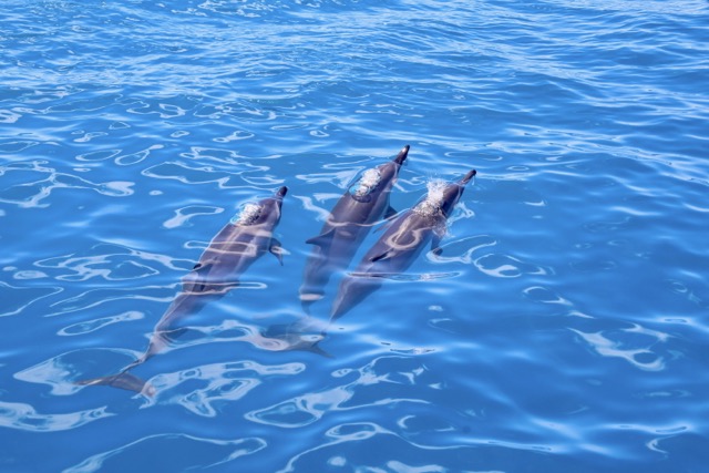 marine dolphins