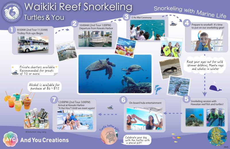 Turtle snorkeling front
