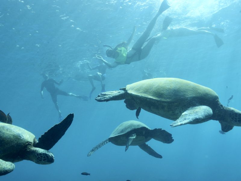 Meet sea turtles in their natural habitat