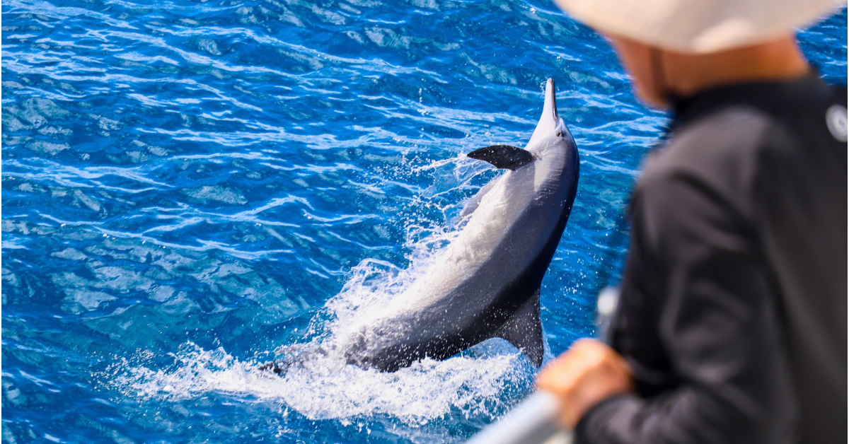 oahu west side dolphin watching