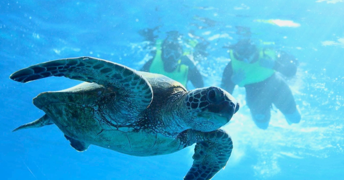 oahu turtle canyon snorkeling