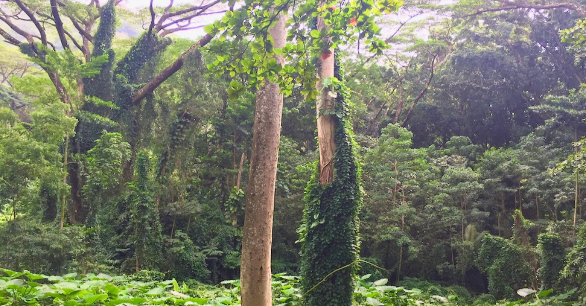 manoa falls hiking jungle