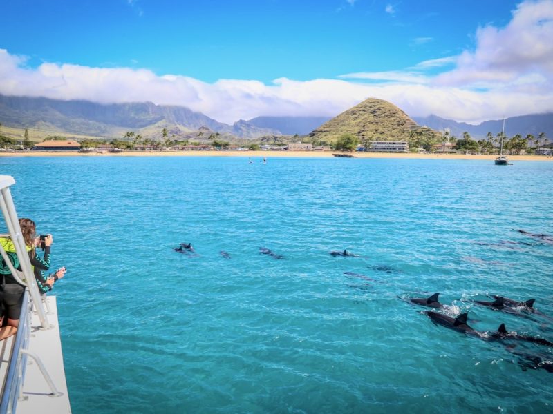 dolphin watching