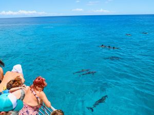 Dolphin watching