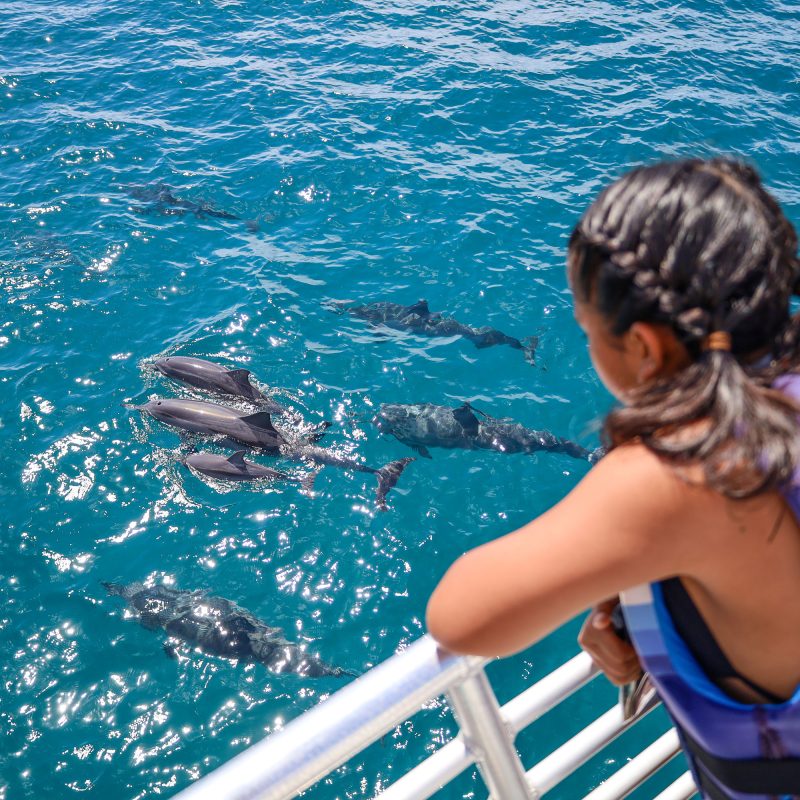 Spinner dolphins swimming near a respectful tour boat in Oahu