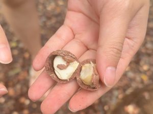 Island and You Macadamia nuts farm