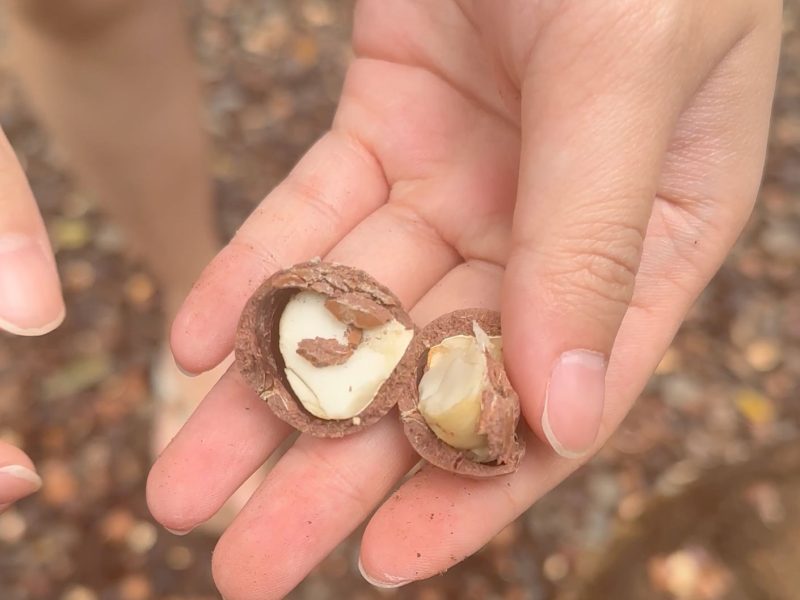 Island and You Macadamia nuts farm