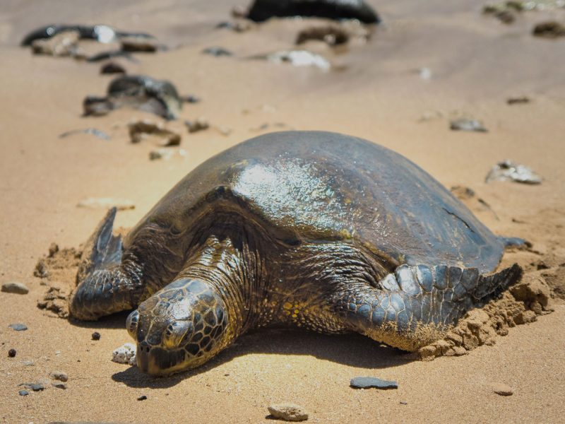 Turtle viewing at Pua'ena Point 