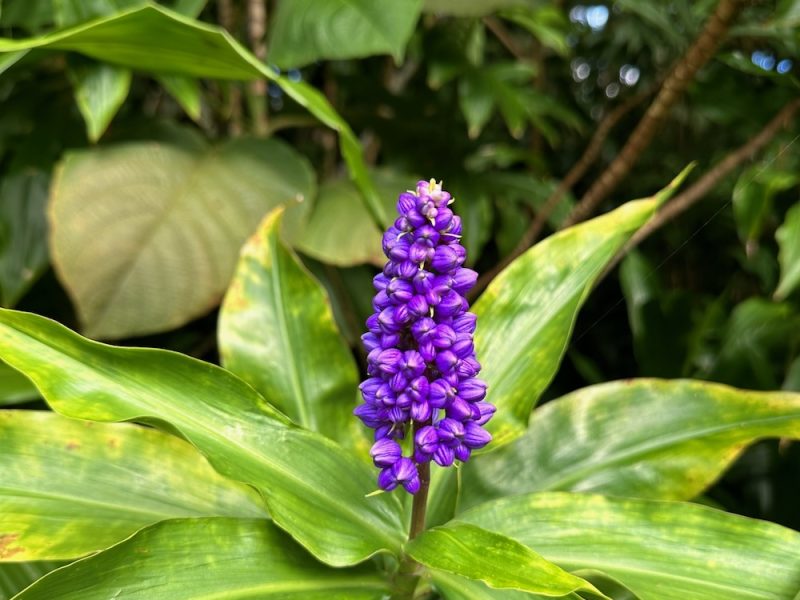 hawaii flora