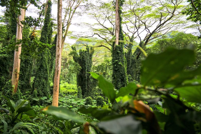 Manoa Valley