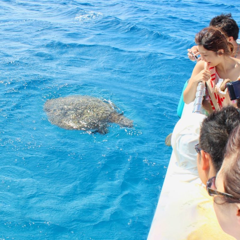 Hawaiian Sea Turtles
