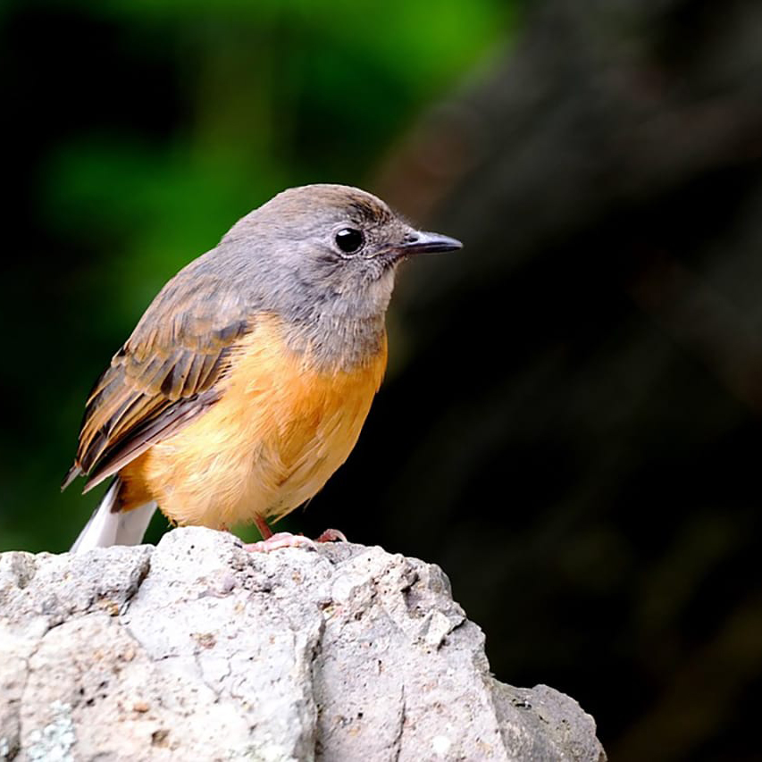Manoa wildlife