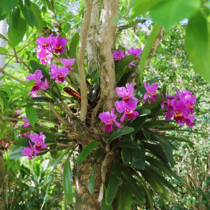 Botanical Gardens