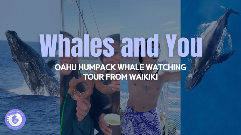 oahu whale season