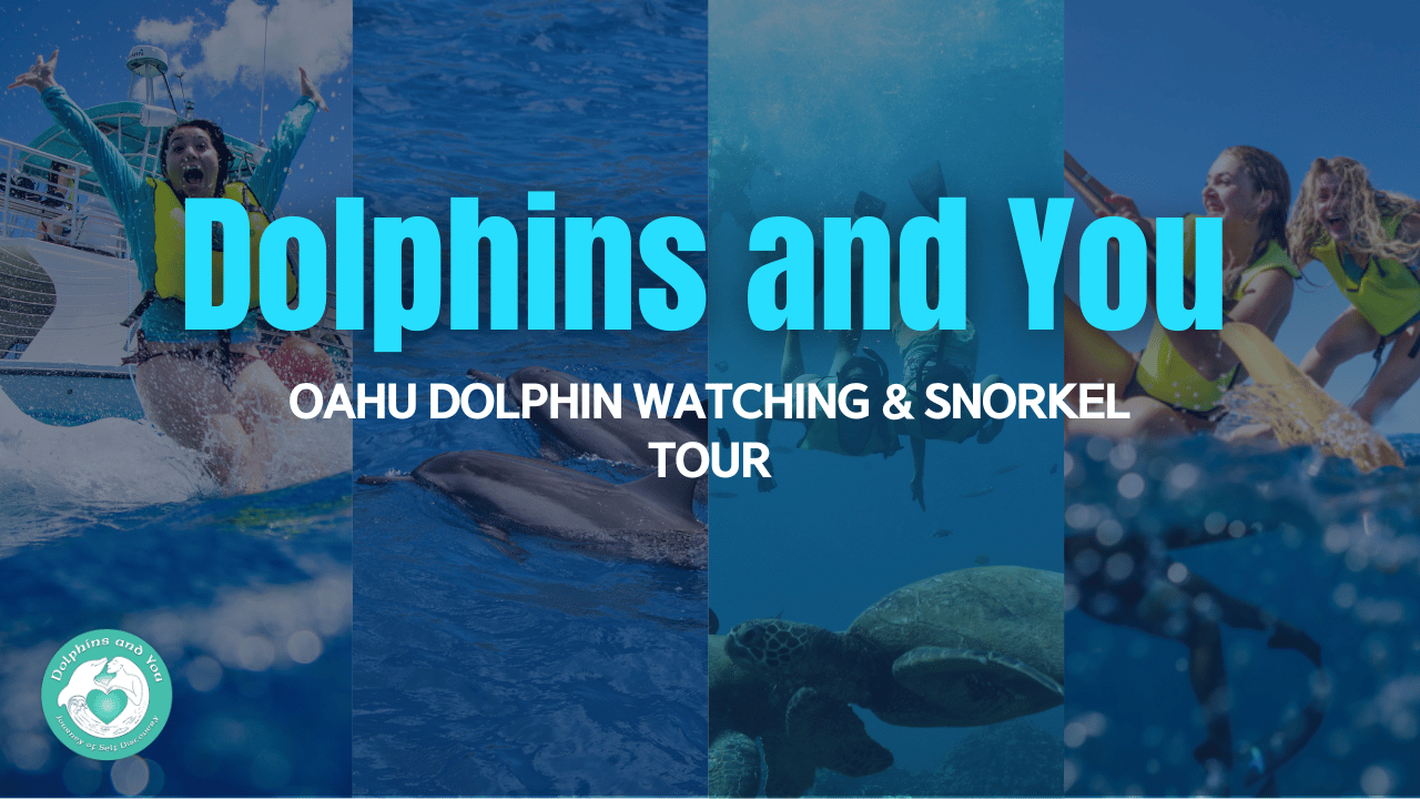 dolphins and you video