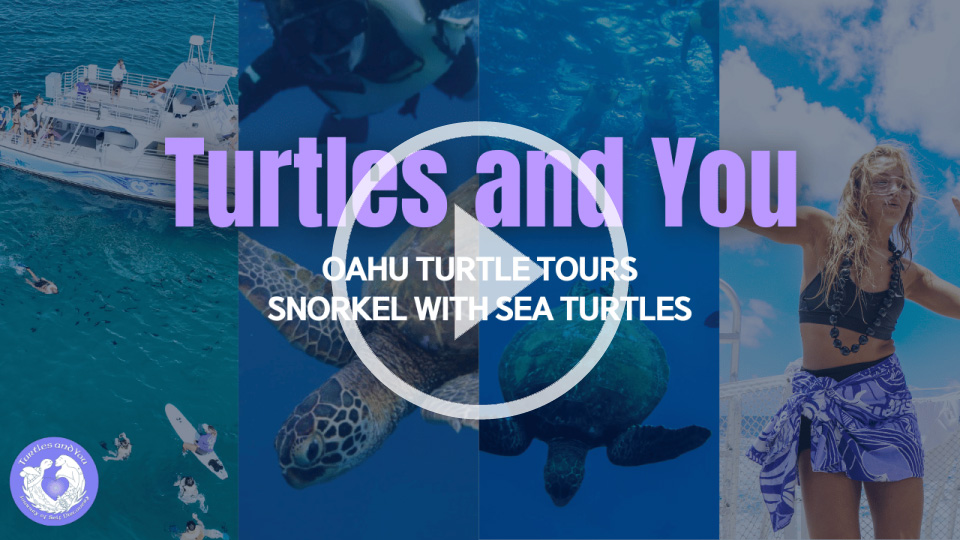 Turtles and You video play