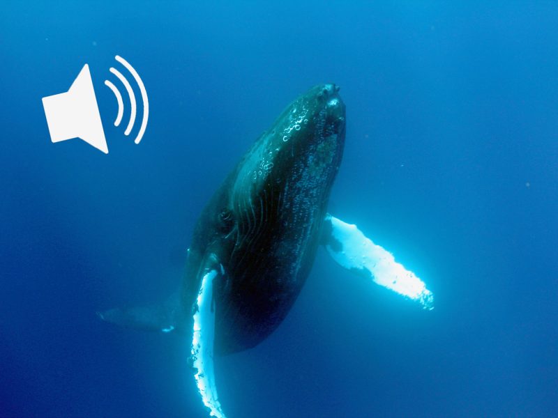 Listen to Whale