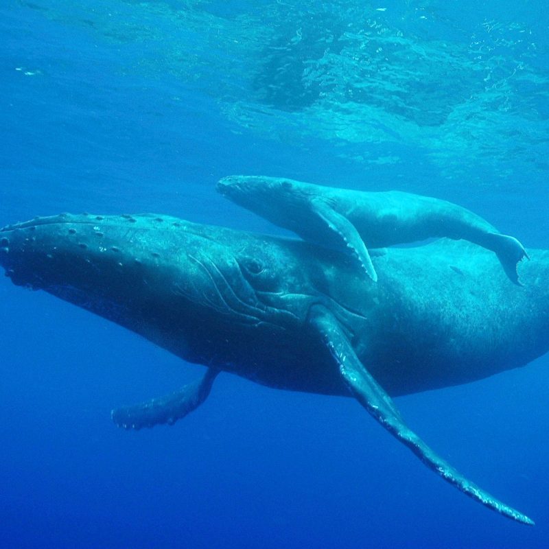 Humpback whale Mother and chiild
