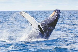 Whale Season is Almost Here – We’ve Already Spotted Humpbacks!
