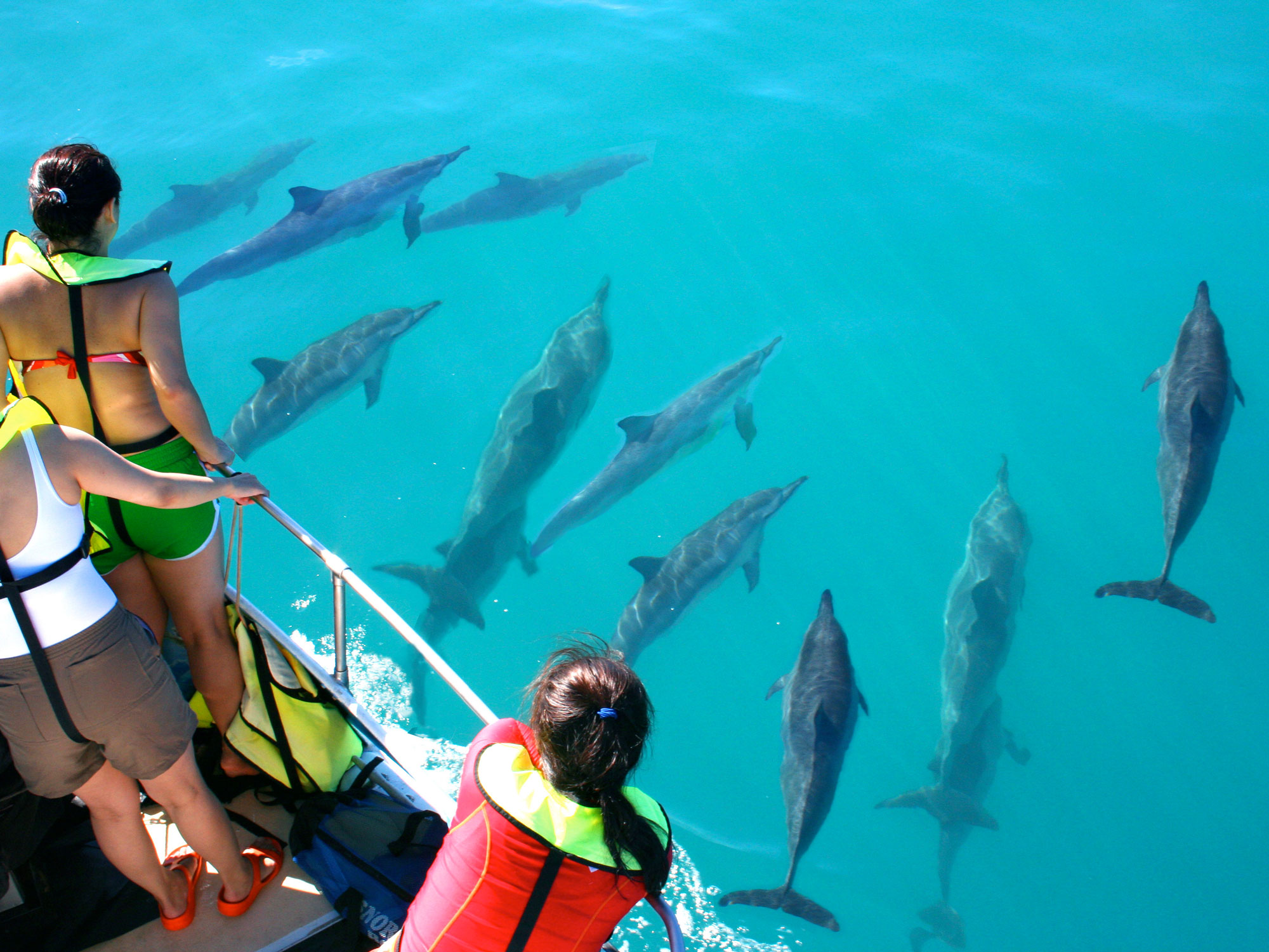 Wild dolphins near the boat