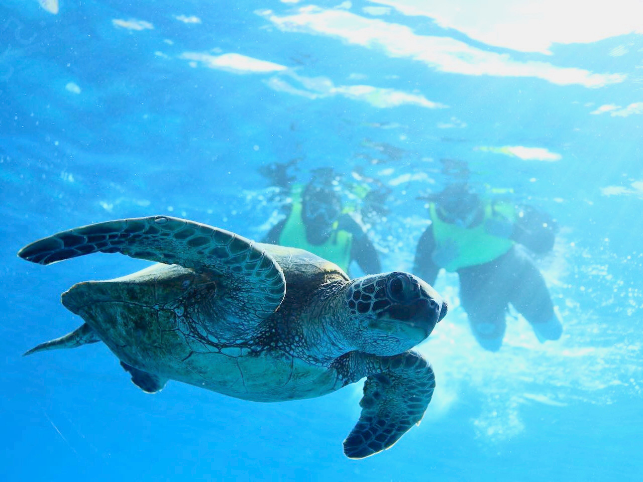 Snorkeling with sea turtles