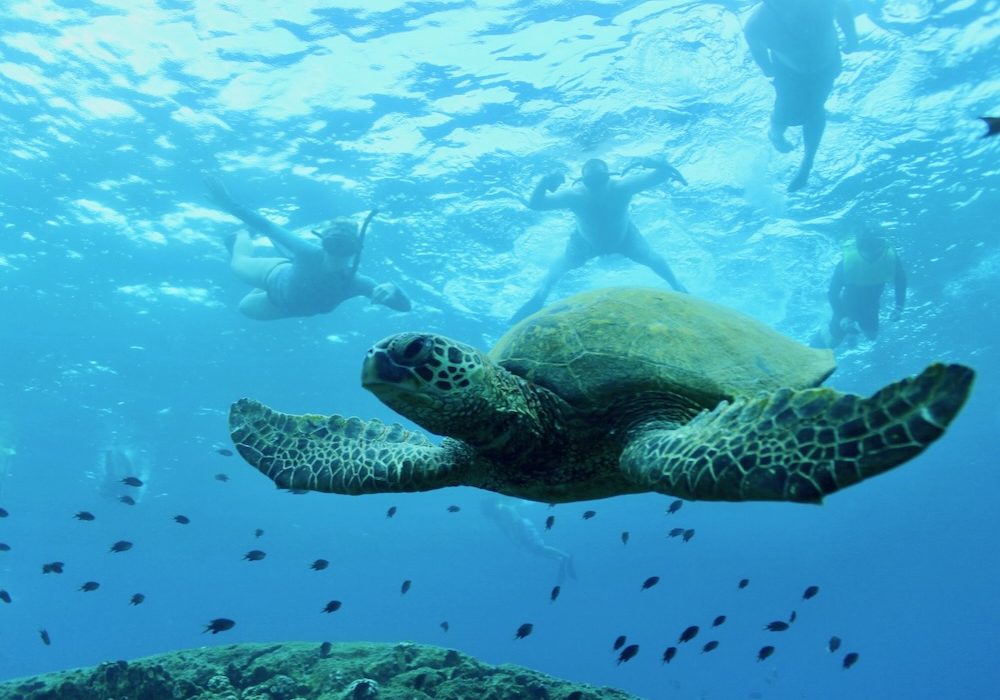 Snorkeling with sea turtles