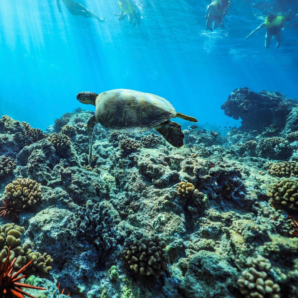 Hawaiian Sea Turtles