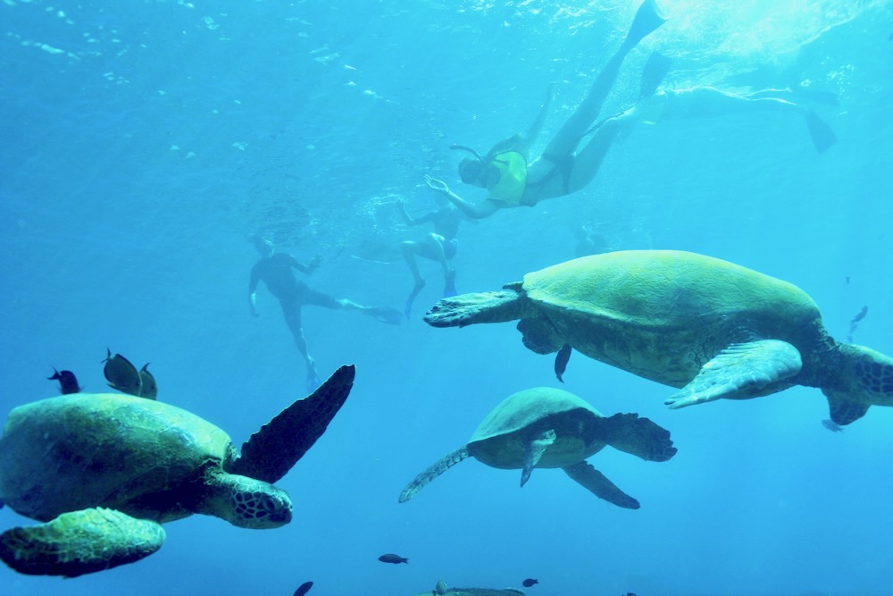 Snorkeling with Sea Turtles