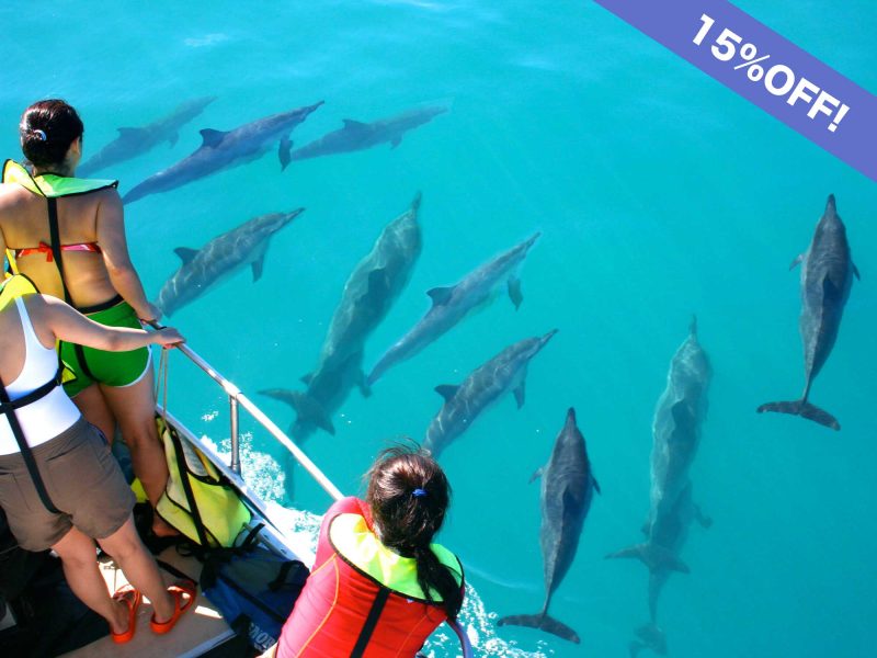 Discounted Oahu Dolphin Watching Tour