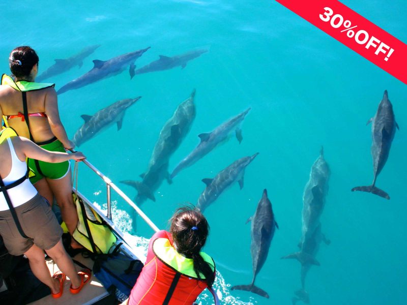 Oahu dolphin watching 30%off