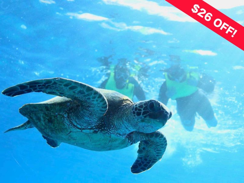 Waikiki Turtle snorkeling $26off