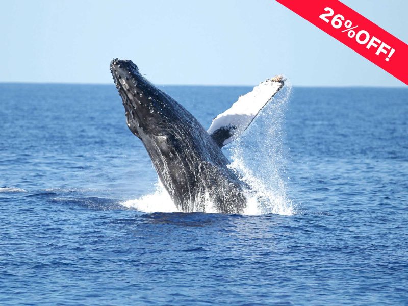 Oahu Whale watching 26%off