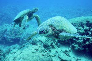 ハワイのウミガメとの遭遇率90％以上！タートルキャニオンの魅力とは