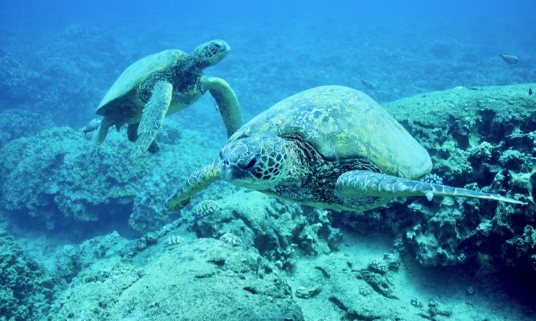 ハワイのウミガメとシュノーケリング