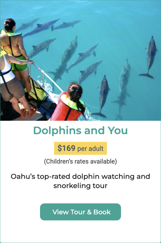 Oahu Dolphin watching tour