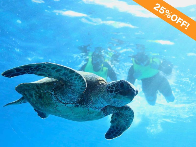 Discounted Waikiki Turtle snorkeling tour