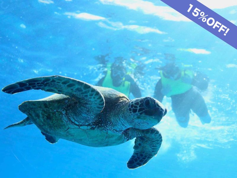 Discounted Waikiki Turtle snorkeling tour