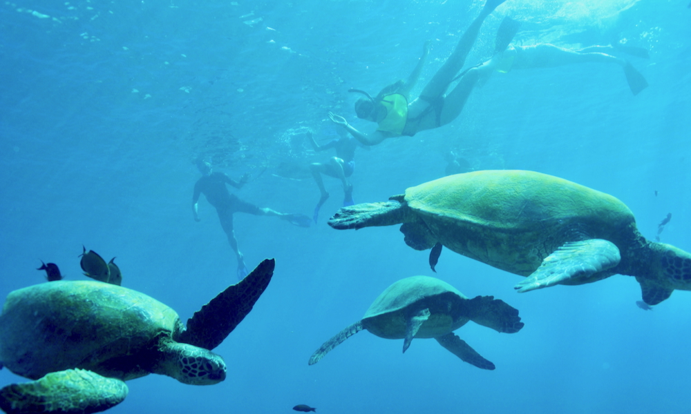 oahu turtle snorkeling