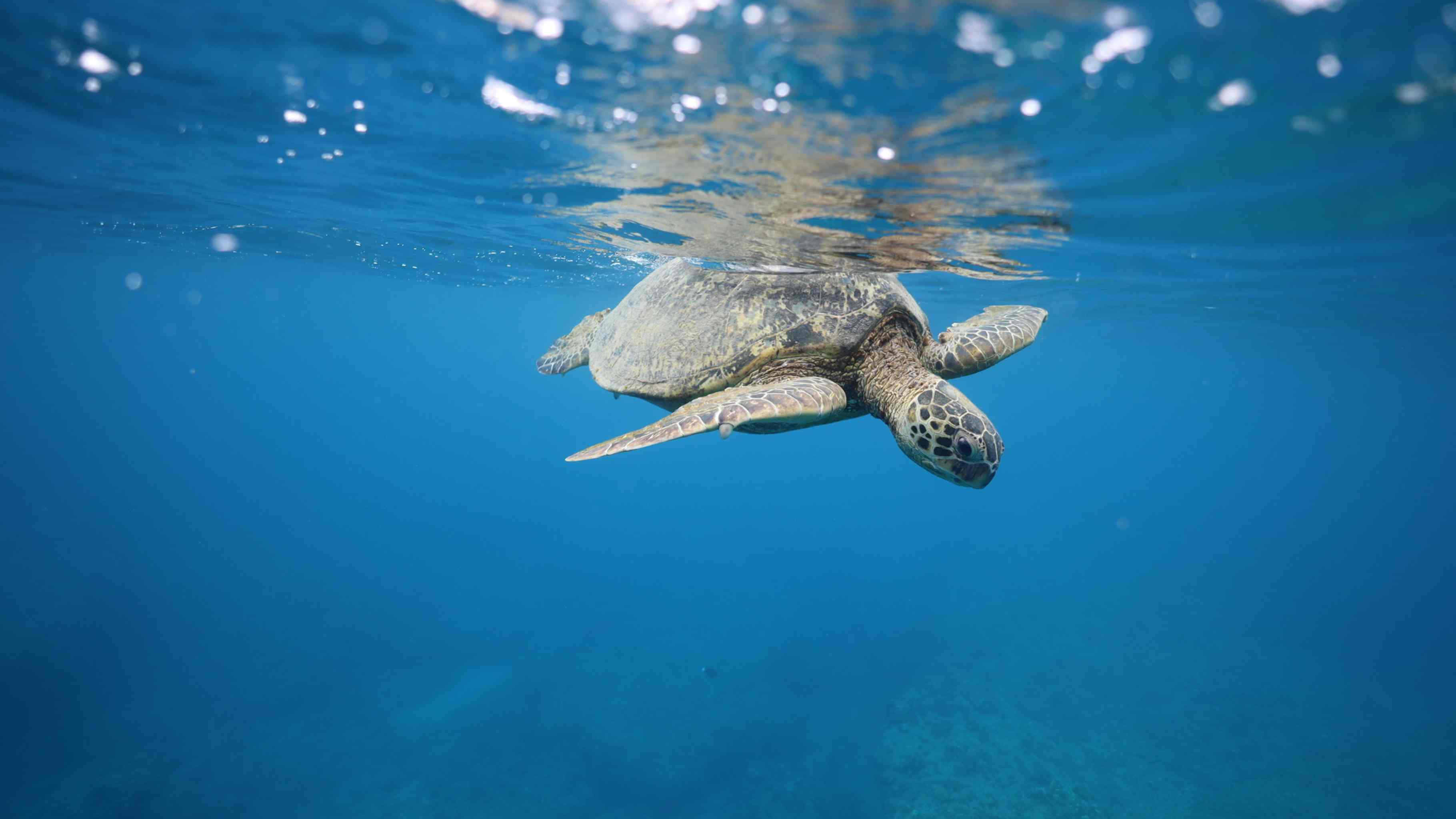 Hawaiian green sea turtles