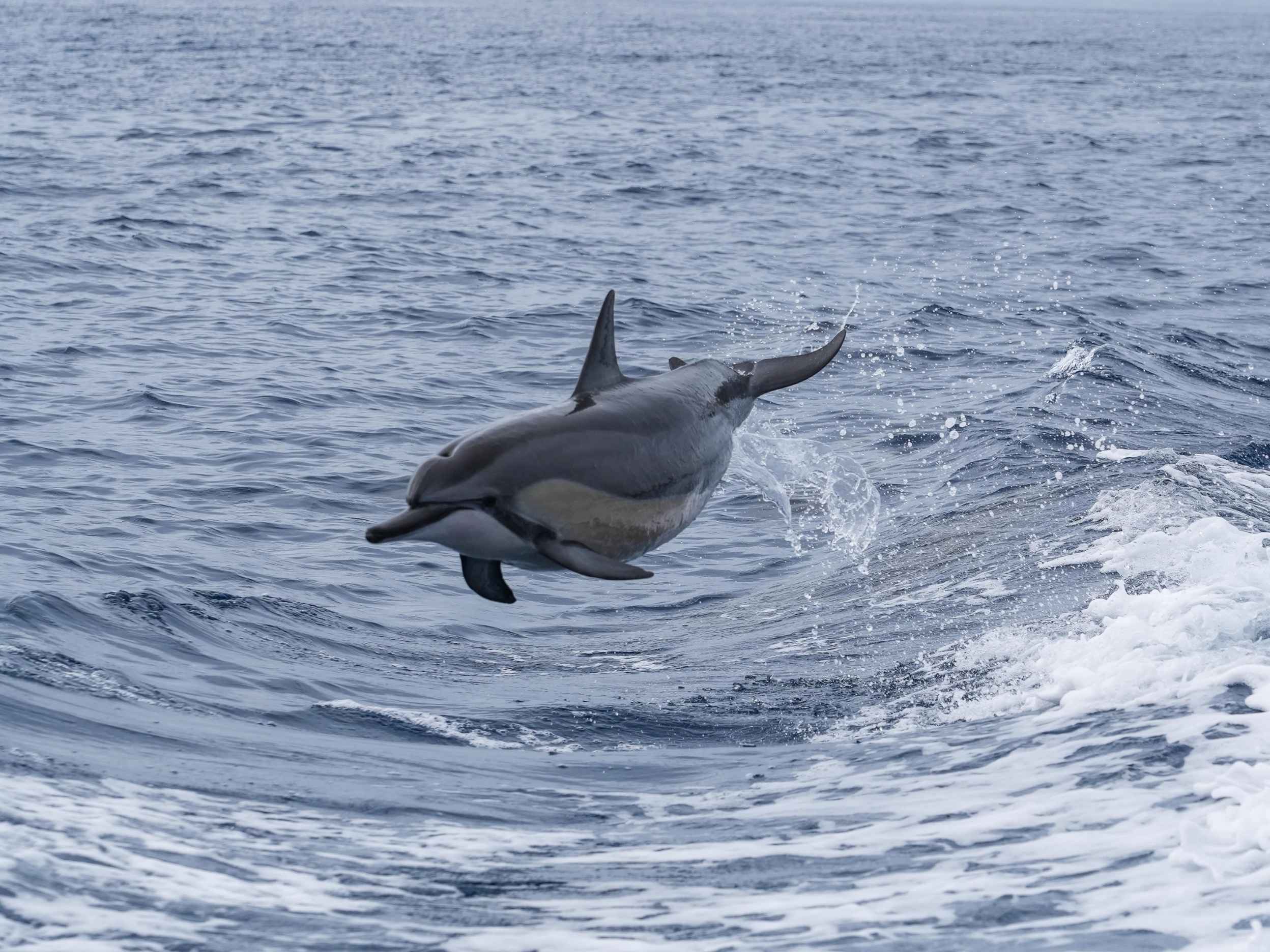 Do dolphins have names