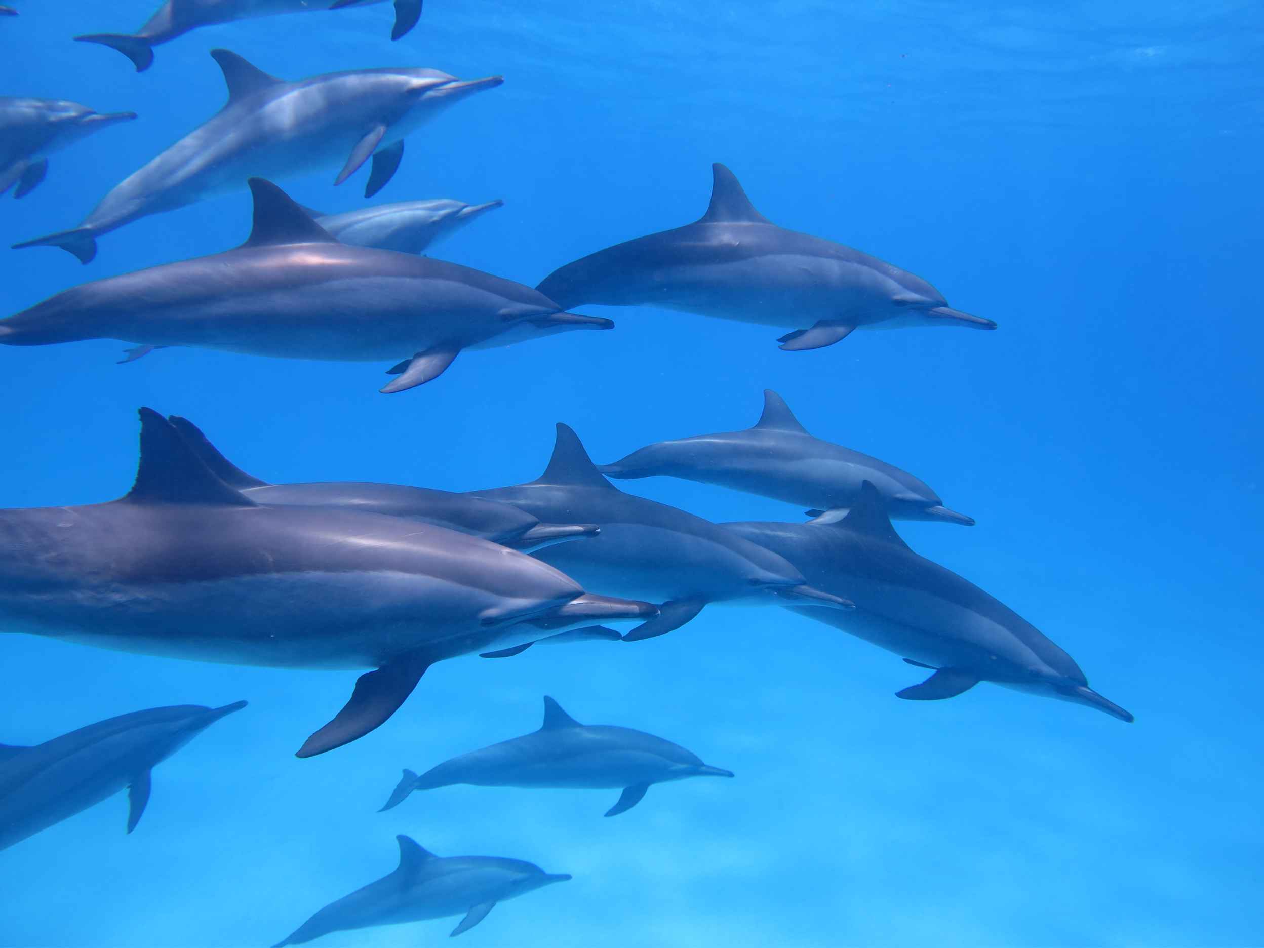 Do Dolphins Have Names