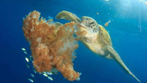 What green sea turtles eat