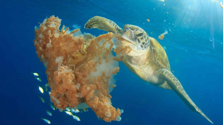 What green sea turtles eat
