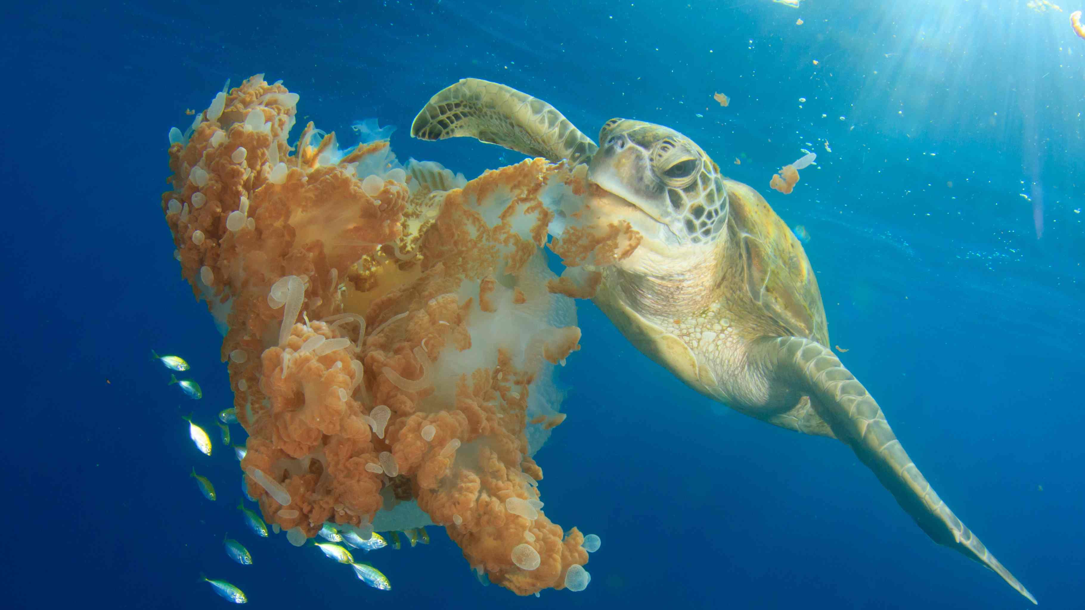 You are currently viewing What Green Sea Turtles Eat | Honu Feeding Habits