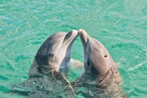 Do Dolphins Have Names for Each Other?